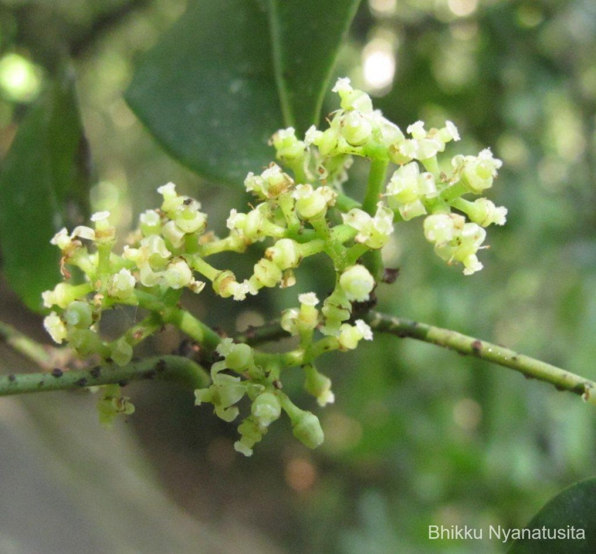 Tetrastigma nilagiricum (Miq.) B.V.Shetty